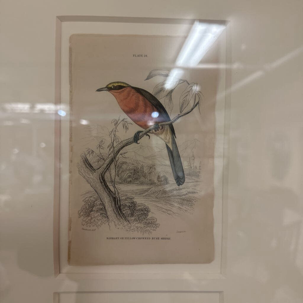 Framed Bird Plates