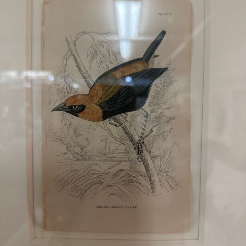 Framed Bird Plates