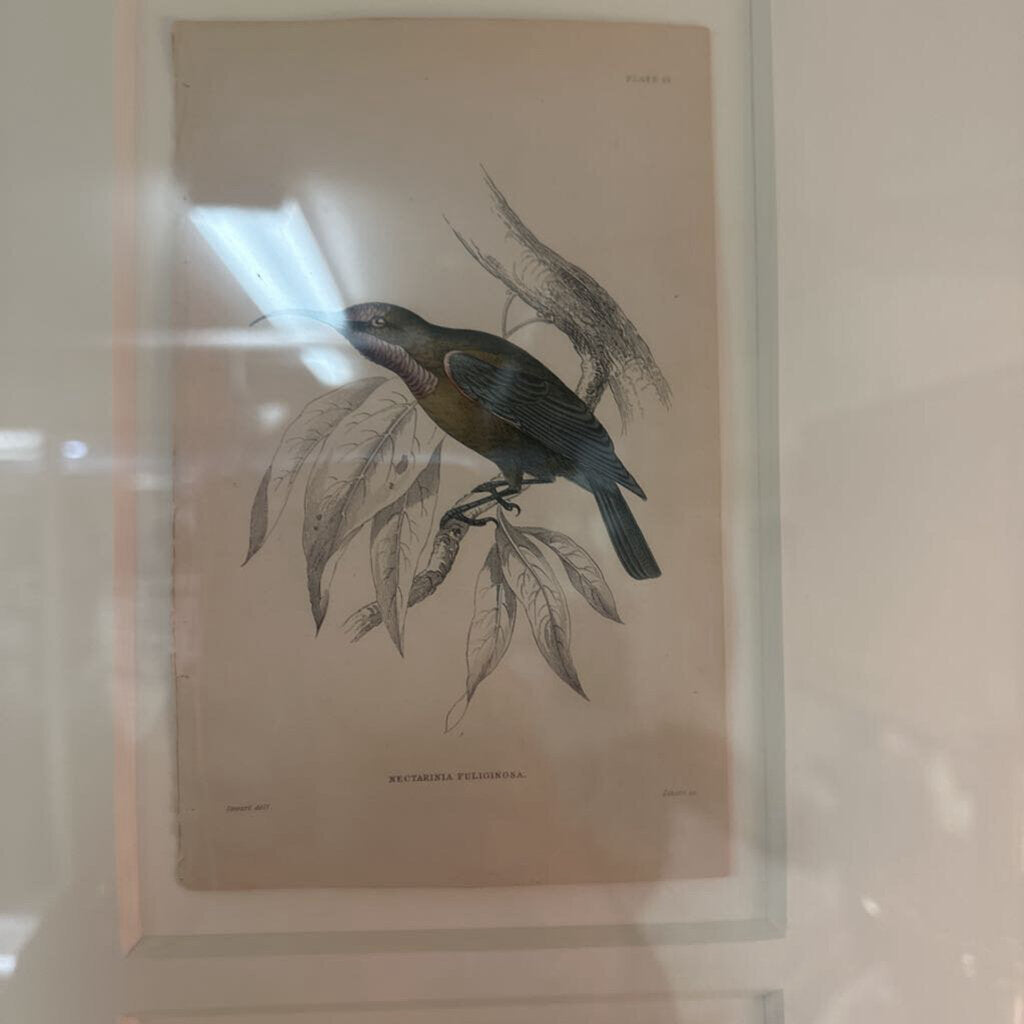 Framed Bird Plates