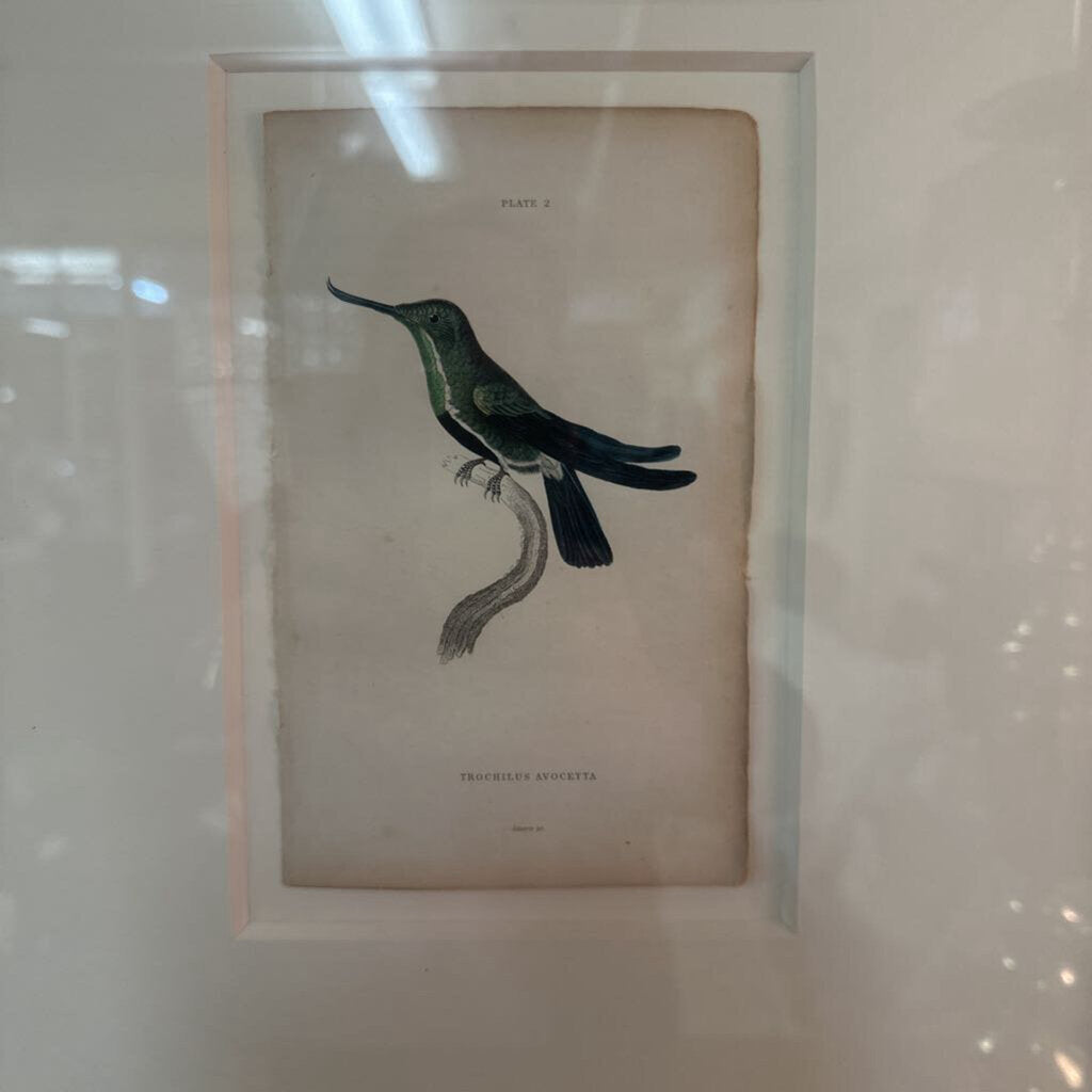 Framed Bird Plates