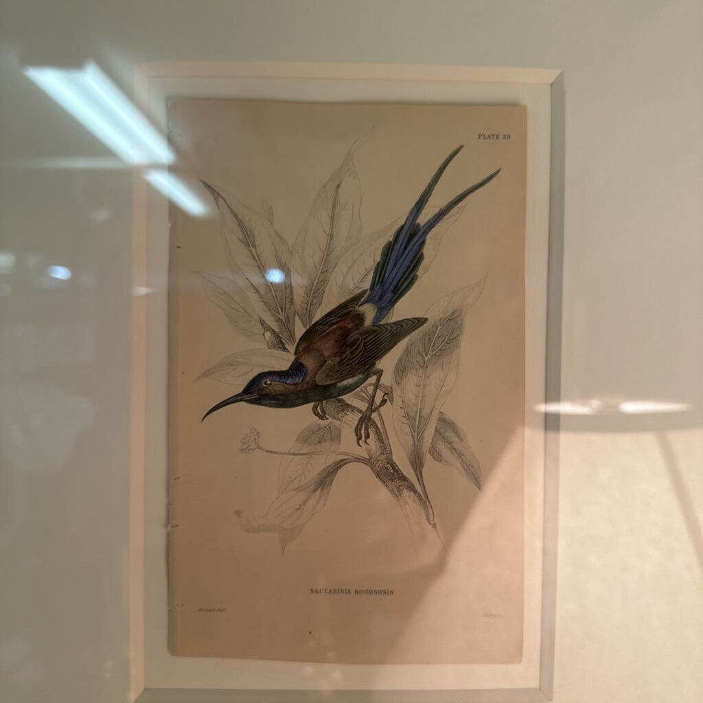 Framed Bird Plates