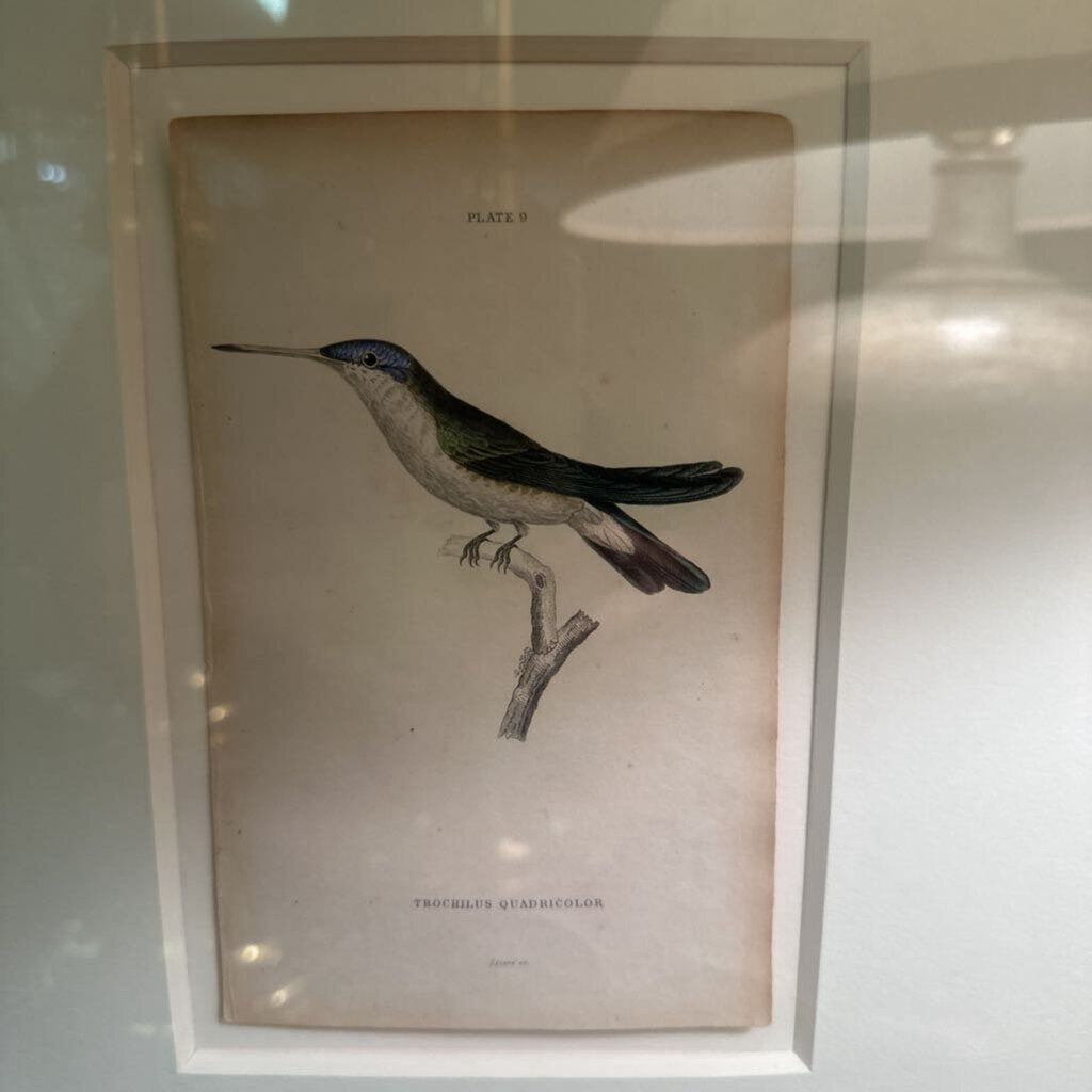 Framed Bird Plates