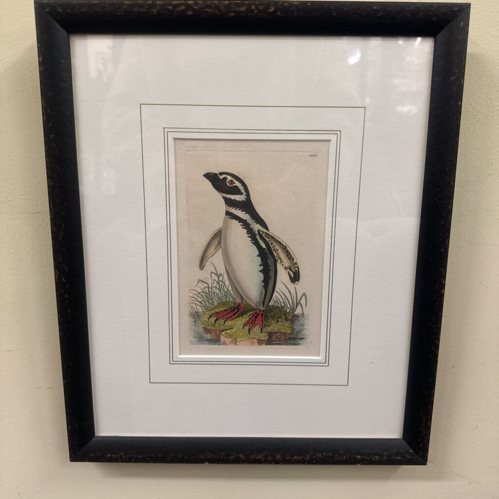 Copperplate Penguin Engraving